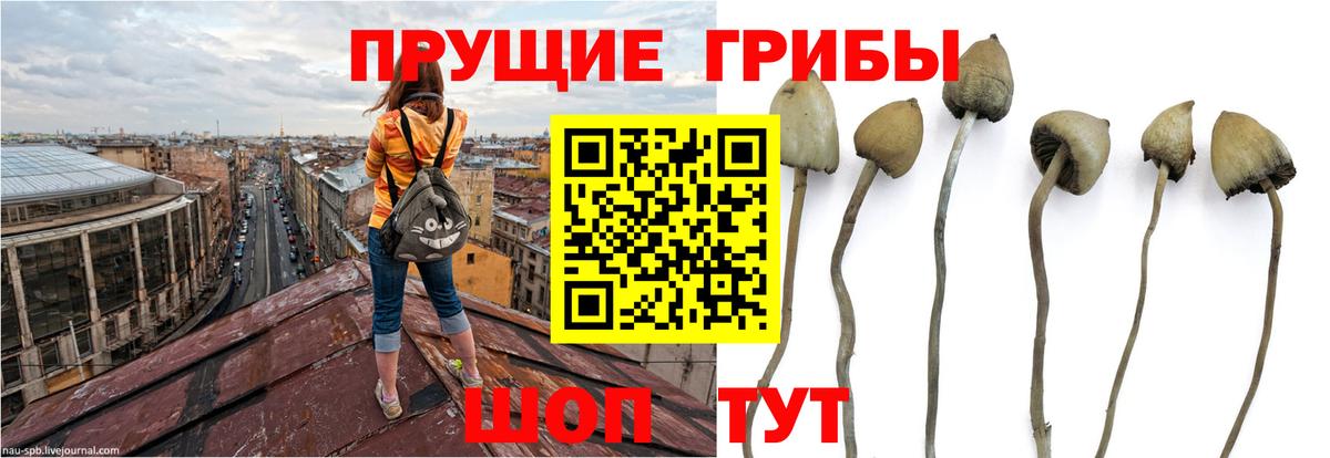 Сергиев Посад  Псилоцибиновые грибы Magic Shrooms  Вход с VPN 